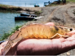 Will disinfectant interfere with probiotics in my shrimp pond?