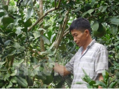 Ứng dụng tiến bộ kỹ thuật trong sản xuất cây ăn quả có múi (Kỳ 1)