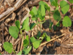 Research looks at best practices for no-till grain production