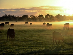 Vitamin blend, β-carotene may boost grazing cattle pregnancy rate