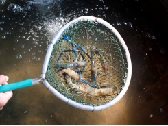 US: Insect tech company develops in-feed immune boost for shrimp