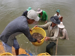 Experts lament waste of shrimp by-products, call for making high-value items