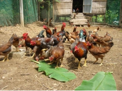 Kỹ thuật chuẩn bị chăn nuôi gà thả vườn theo hướng an toàn sinh học