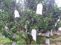 Bảo vệ cây ăn quả trong mùa mưa bão