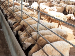 Ninh Thuận to breed more sheep, goats for commercial production