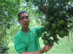 Người đầu tiên trồng quýt đường thành công quy mô lớn ở Trường Khương