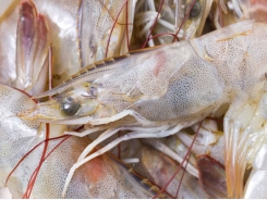 Shrimp producers seek feed solutions