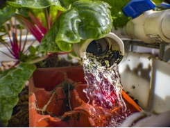 A beginners' guide to aquaponics