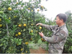 Hoa Binh promotes local fruit, farm produce