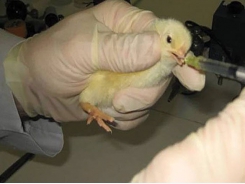 Salmonella, Campylobacter infection routes in broilers