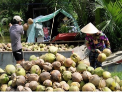 Bến Tre promotes investments in agriculture