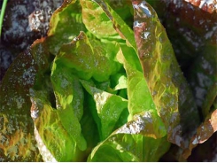 Pests and Diseases of Lettuces