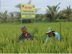 Nhân rộng mô hình canh tác lúa thông minh thích ứng với biến đổi khí hậu