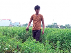 Mô hình cây dược liệu của chàng kỹ sư công nghệ sinh học