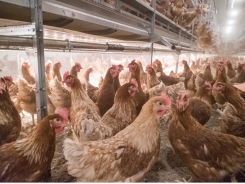 Lighting may help with poultry welfare issues