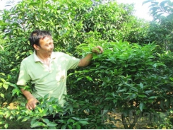 Giảm phân vô cơ, tăng năng suất cây trồng