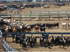 Cattle disease traceability project moving forward