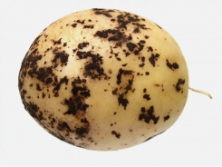 More common potato diseases