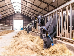 Fibrolytic enzymes could boost dairy cow efficiency
