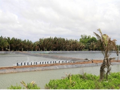 Tiền Giang develops saltwater, brackish-water aquaculture