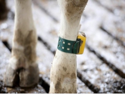 Sensor value and viability for dairy cows