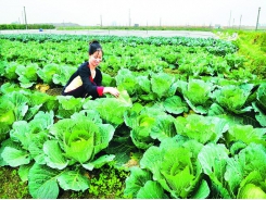 New decree to help organic agriculture