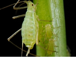 Biological Control of Common Greenhouse Pests - Part 1