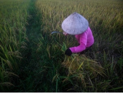 India rice prices recover; low Thai rates dampen Vietnamese offers