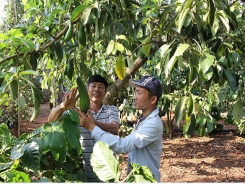 Central Highlands provinces urged to expand avocado farming