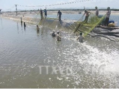 An Giang develops giant river prawn farming area
