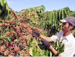 Removing difficulties for coffee industry