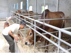 Nông dân ở Nghệ An lắp dàn âm thanh lớn cho bò nghe nhạc cả ngày