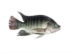 Nutriad looks to boost survival, FCR and fish health as disease ups the stakes in tilapia