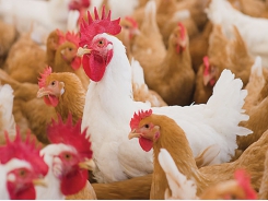 Slow-growth chicken consumer opinions can be swayed