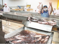 Pangasius exports still have both gladness and anxiety