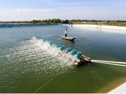 Waste from shrimp farms reduces yield