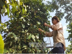 Pepper of Lâm San Agricultural Cooperative meets EU organic standards