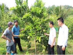 Farmers in Yen Mong commune converted their crop structure effectively