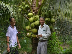 Liên kết trồng dừa thơm Island sống khỏe re
