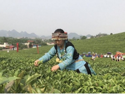 Tea producers lose big money because of weak cooperation