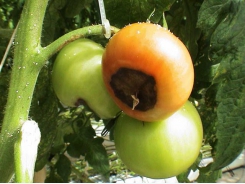Early pest management for tomatoes