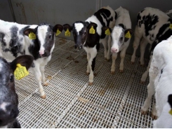 Remote weighing and data recording in calves