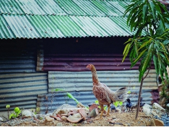 How Thailand is fighting poultry disease with technology