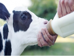 Is there a benefit in feeding pasteurized milk to calves?