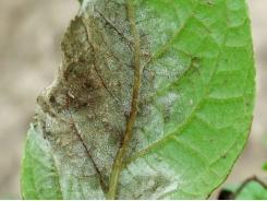 Be pro-active where early blight is a threat