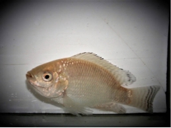 The genes that could help tilapia breeders prepare for more intensive production