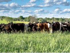 Multiple options available to manage cattle nutrients