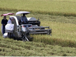 Mekong Delta summer – autumn rice output to go up slightly: authorities
