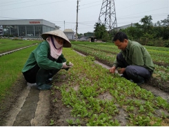 Giàu lên nhờ ươm rau giống