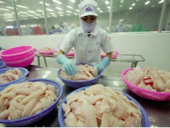 Vietnam’s pangasius exports to the US slumped in the first eight months of 2019